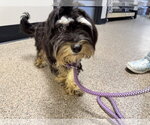Small #1 Shih-Poo