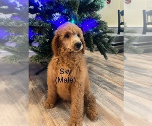 Poodle (Standard) Puppy for Sale in VILLAS, New Jersey USA