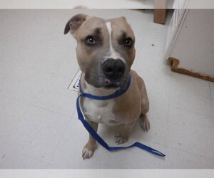 Mutt Dogs for adoption in Oroville, CA, USA