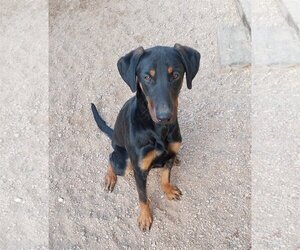 Doberman Pinscher Dogs for adoption in Golden Valley, AZ, USA
