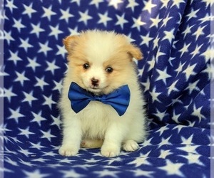 Pomeranian Puppy for sale in LINCOLN UNIV, PA, USA