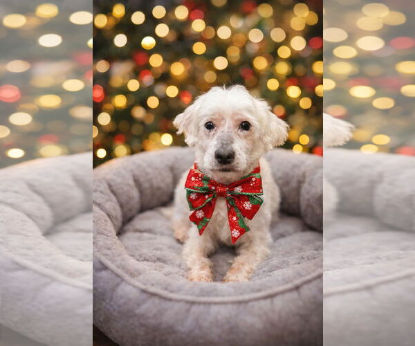 Medium Photo #3 Havanese-Unknown Mix Puppy For Sale in Mt. Laurel, NJ, USA