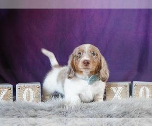Medium Dachshund