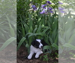 Small Photo #2 Border Collie Puppy For Sale in GREENWOOD, WI, USA