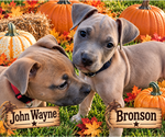 Small Photo #3 Boxer-Unknown Mix Puppy For Sale in Euless, TX, USA