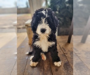Bernedoodle Puppy for sale in NASHVILLE, TN, USA