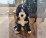 Small Photo #1 Bernedoodle Puppy For Sale in NASHVILLE, TN, USA