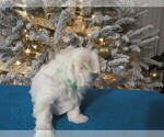 Small Photo #8 Maltese Puppy For Sale in OCALA, FL, USA