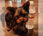 Small #3 Yorkshire Terrier