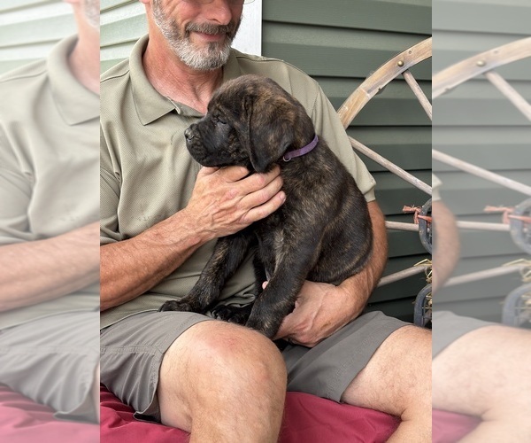 Medium Photo #49 Rotticorso Puppy For Sale in REEVESVILLE, SC, USA