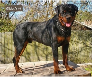 Father of the Rottweiler puppies born on 05/14/2023