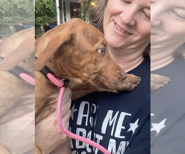 Medium Photo #4 Mutt Puppy For Sale in Mount Laurel, NJ, USA