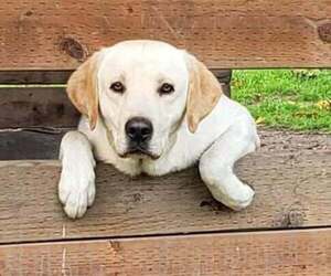 Father of the Labrador Retriever puppies born on 07/03/2025