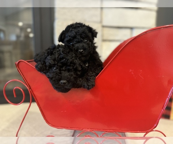 Medium Photo #2 Poodle (Miniature) Puppy For Sale in CENTRALIA, IL, USA