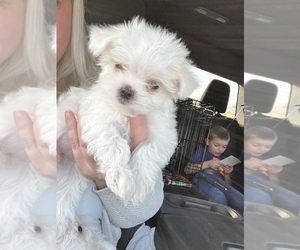 Maltese Puppy for Sale in CLOVERDALE, Indiana USA