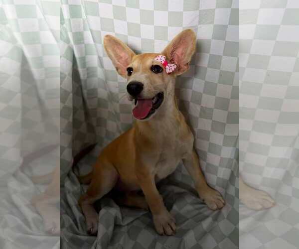 Medium Photo #2 Mutt Puppy For Sale in NYC, NY, USA