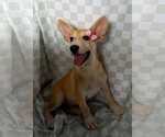 Small #1 Mutt