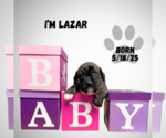 Small #3 Mountain Cur-Plott Hound Mix