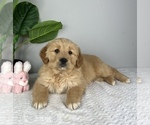 Small Photo #3 Golden Retriever Puppy For Sale in FRANKLIN, IN, USA