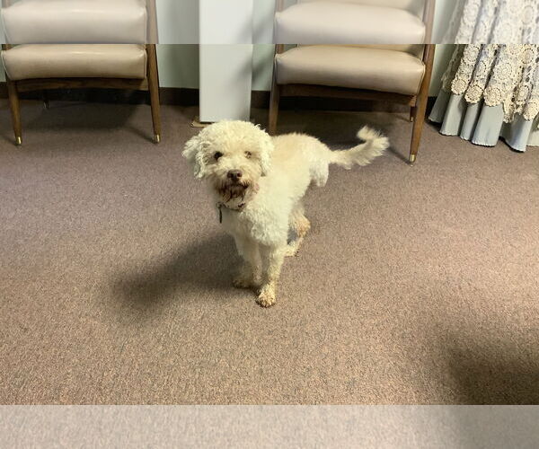 Medium Photo #7 Bichon Frise-Unknown Mix Puppy For Sale in Rootstown, OH, USA