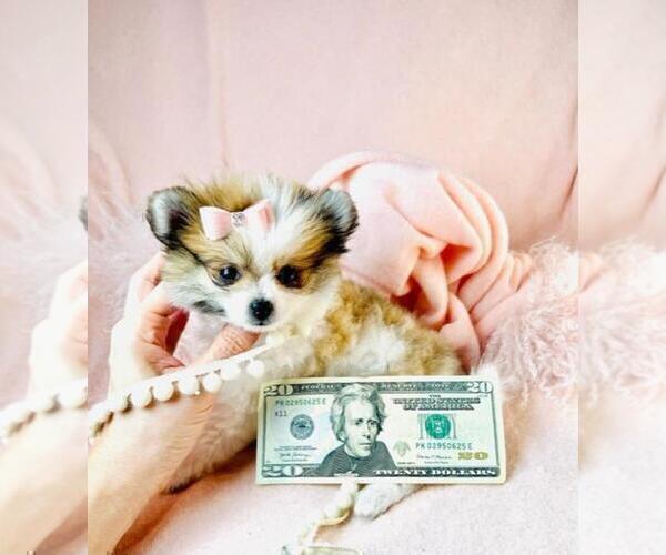 Medium Photo #29 Pomeranian Puppy For Sale in HOUSTON, TX, USA