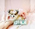 Small #28 Pomeranian