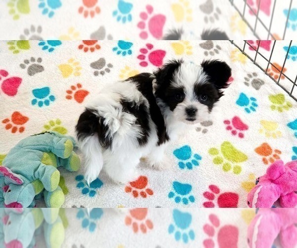 Medium Photo #13 Papitese Puppy For Sale in ORO VALLEY, AZ, USA