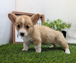 Small #3 Pembroke Welsh Corgi