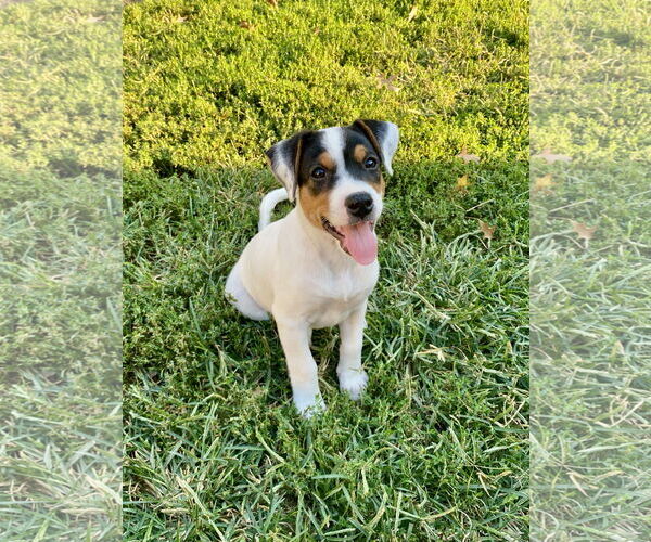 Medium Photo #8 Mutt Puppy For Sale in Hillsboro, MO, USA
