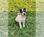 Small #7 Mutt