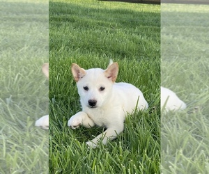 Shiba Inu Puppy for sale in CANOGA, NY, USA