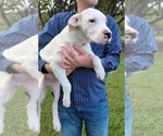 Small Photo #8 Dogo Argentino Puppy For Sale in MULBERRY, FL, USA
