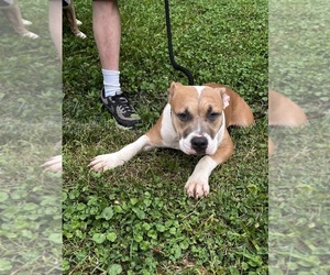 American Bully Puppy for sale in CANA, VA, USA