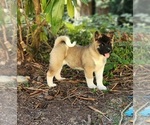 Small Photo #6 Akita Puppy For Sale in LAKEBAY, WA, USA