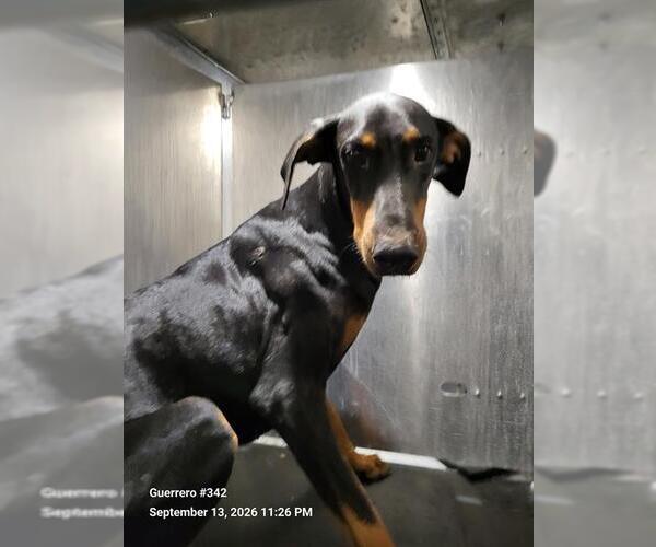 Medium Photo #1 Doberman Pinscher-Unknown Mix Puppy For Sale in San Antonio, TX, USA
