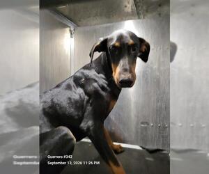 Doberman Pinscher-Unknown Mix Dogs for adoption in San Antonio, TX, USA