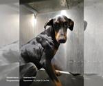 Small Doberman Pinscher Mix