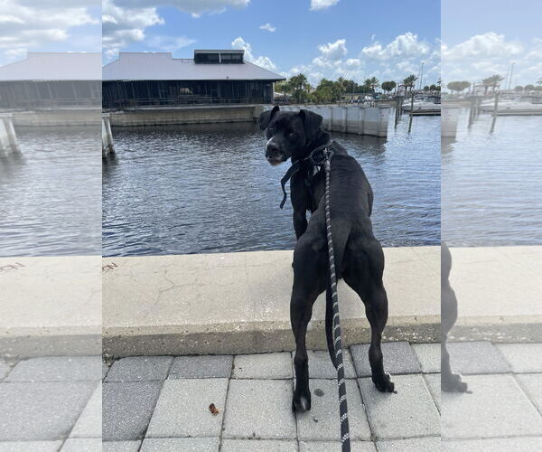 Medium Photo #5 Boxer-Unknown Mix Puppy For Sale in Sanford, FL, USA