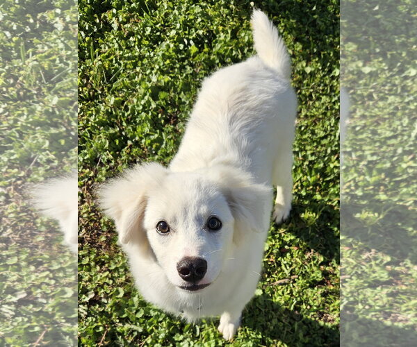 Medium Photo #2 American Eskimo Dog Puppy For Sale in Pikesville, MD, USA