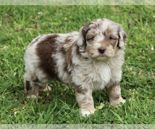 Medium Photo #4 Aussiedoodle Miniature  Puppy For Sale in MEHERRIN, VA, USA