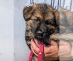 Small #5 German Shepherd Dog