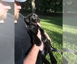 Small Photo #12 Labrador Retriever Puppy For Sale in WACO, GA, USA