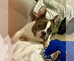 Small #1 French Bulldog