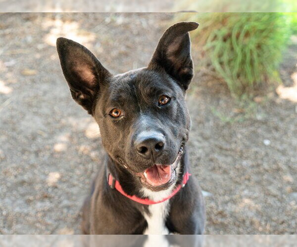 Medium Photo #2 German Shepherd Dog-Unknown Mix Puppy For Sale in Martinez, CA, USA