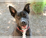 Small #1 German Shepherd Dog Mix