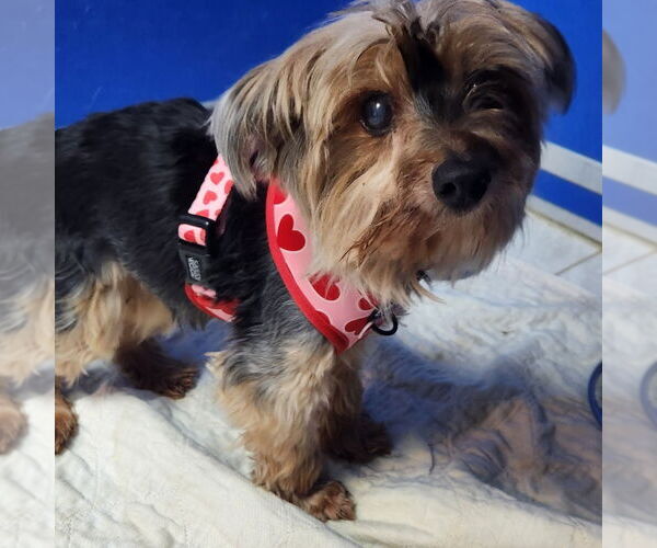 Medium Photo #2 Mutt Puppy For Sale in Walnutport, PA, USA