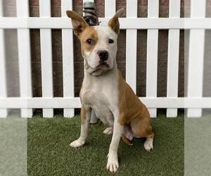 Mutt Dogs for adoption in Modesto, CA, USA