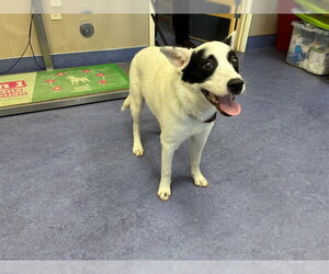 Border Collie-Texas Heeler Mix Dogs for adoption in Santa Maria, CA, USA