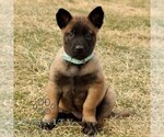 Small #1 Belgian Malinois