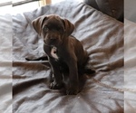 Small Photo #5 Cane Corso Puppy For Sale in CHARLESTON, WV, USA